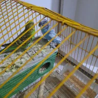 پرنده|پرنده|مشکیندشت, |دیوار