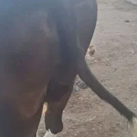 گاو گوساله تلیسه