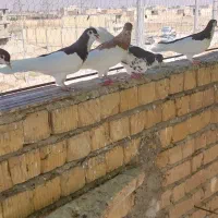 کبوتر|پرنده|مرودشت, ولایت|دیوار