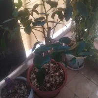 انواع گل با گلدان|گل و گیاه طبیعی|شاهینشهر, طالقانی|دیوار