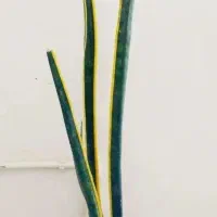 زیبا وسرحال|گل و گیاه طبیعی|سرپل ذهاب, |دیوار