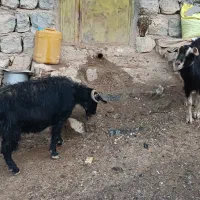 دوبز ابستن 8دندان قیمت هردو باهم 11ملیون 300گوسفند