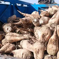 چغندر|خوردنی و آشامیدنی|تهران, میدان میوه و ترهبار مرکزی|دیوار