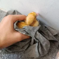 جوجه اردک رایگان