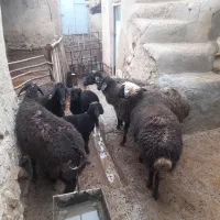 میش بره گوسفند|حیوانات مزرعه|ساوه, |دیوار