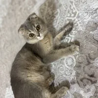 اسکاتیش فولد بلوگلد