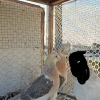 کفتر .کبوتر سوسنی ترکیه وارداتی|پرنده|شیراز, بعثت|دیوار