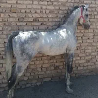 اسب نریان عرب|اسب و تجهیزات اسب‌سواری|نسیم‌شهر, |دیوار