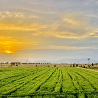 خسیل خصیل جو