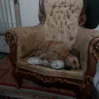 شیتزو باهوش طلایی