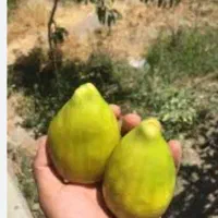 1000-متر-باغ-میوه-در-بهرام-اباد