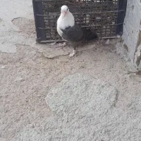 یدونه جوجه کربلای