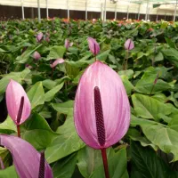 کارشناس و کارآموز گلخانه گل|استخدام صنعتی، فنی، مهندسی|جوادآباد, |دیوار