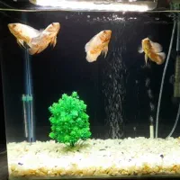 ماهی اسکار سفید