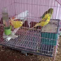 مرغ عشق با قفس