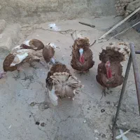 بوق چاق|حیوانات مزرعه|سرپل ذهاب, |دیوار