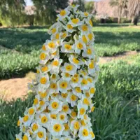 گل نرگس شیراز درجه یک