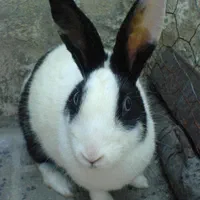 خرگوش سیاه سفید گمشده