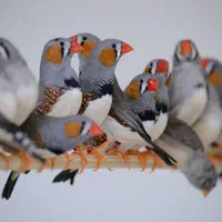 فنچ زبرا