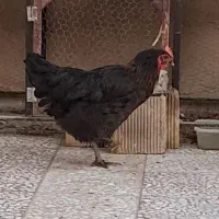 مرغ