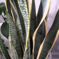 گل های زیبا