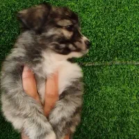 سگ اشپیتز ماده|سگ|رشت, حومه رشت|دیوار