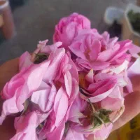 گل محمدی قلمه کاشان
