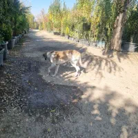 واگذاری یک قلاده سگ