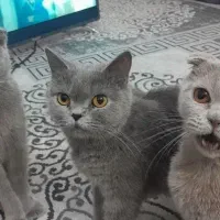 اسکاتیش آنفولد ماده بالغ ۲ونیم ساله عقیم نشده|گربه|مشهد, کوثر|دیوار