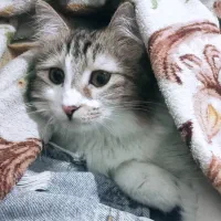 واگذاری گربه باهوش و مهربان