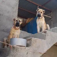 توله نژاد دار