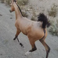 اسب|اسب و تجهیزات اسب‌سواری|کرج, پیشاهنگی|دیوار