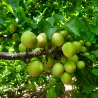 مغازه-رهن-واجاره-معالی-آباد