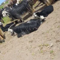 بزترکی و میش ..