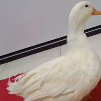 واگذاری اردک خانگی
