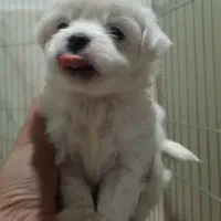 واگذاری سگ پامر اشپیتز توله