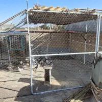 با سلام تور دام وقفس پرنده پنج در شش  بزرگ|لوازم جانبی حیوانات|رفسنجان, |دیوار