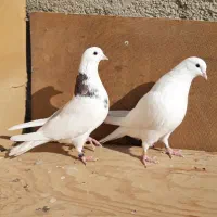 کبوترای پرشی قیمت تومتن نوشتم بخانید|پرنده|هشتگرد, شهرک اداری|دیوار