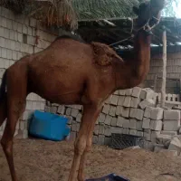 شتر نر|حیوانات مزرعه|قشم, |دیوار