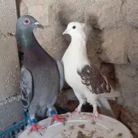 کبوتر دوکت ومگس