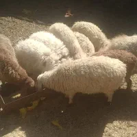 بره چاق سبک وزن