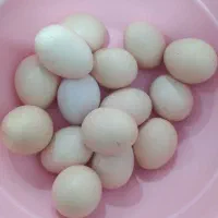 تخم لاری تخم غوغاز