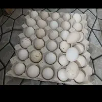 تخم مرغ گلین|حیوانات مزرعه|سرپل ذهاب, |دیوار