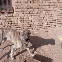 دو عدد سگ دوساله هم قال فروشی