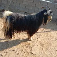 پازن بختیاری
