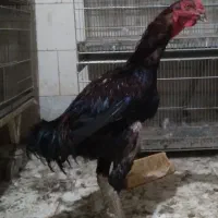 اردک و خروس لاری. و مرغ و خروس|حیوانات مزرعه|تهران, کیانشهر|دیوار