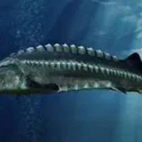 ماهی خاویاری