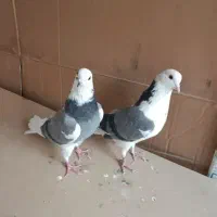 کبوتر پرشی زیبا