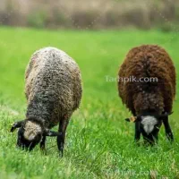 فروش تعداد بره نر و ماده