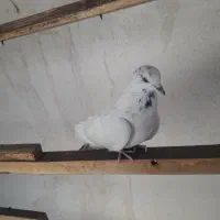 کبوتر ماده کاشونی